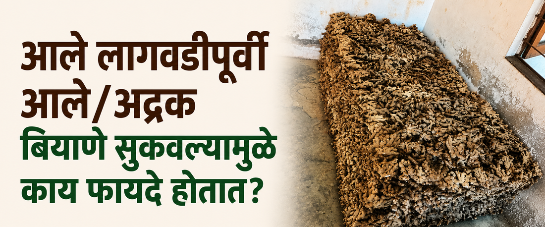 आले शेती टिप्स: आले लागवडीपूर्वी आले/अद्रक सुकवणे/देणे याविषयी सर्व माहिती