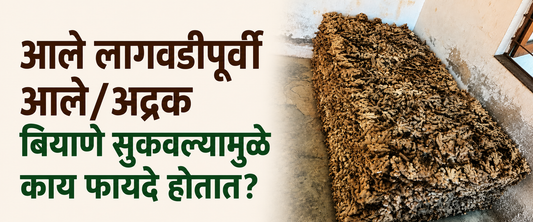 आले शेती टिप्स: आले लागवडीपूर्वी आले/अद्रक सुकवणे/देणे याविषयी सर्व माहिती