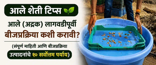 आले (अद्रक) लागवडीपूर्वी बीजप्रक्रिया कशी करावी? (संपूर्ण माहिती आणि १० सर्वोत्तम पर्याय)