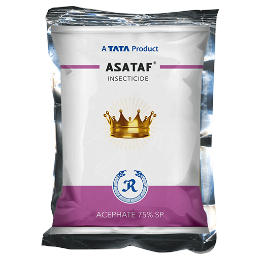 Tata Asataf